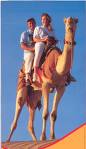Camel Ride - Camel