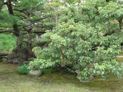 Japanese region of Kansai, interesting place to vi - This photo has been made in the japanese region of kansai, an interesting place to visit !