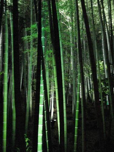Japanese region of Kansai, interesting place to vi - This photo has been made in the japanese region of kansai, an interesting place to visit !
