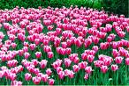 tulips - tulips are beautful