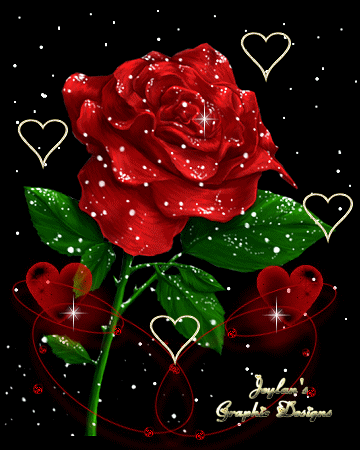 love - beautiful rose