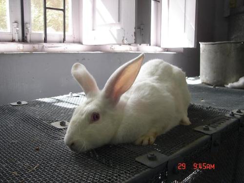 rabbit - Photographed at Mysore, India