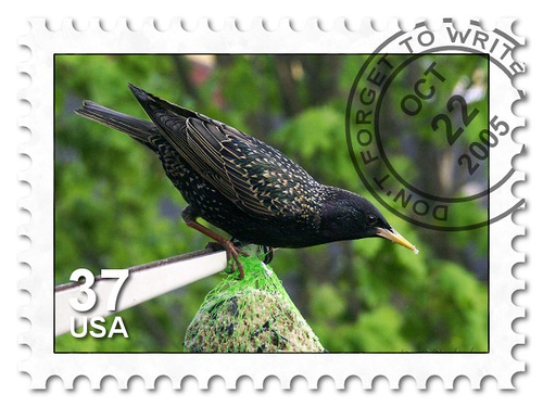 nice birds stamp - for anyone interest in collecting stamps , this is a nice birds stamp