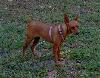 Miniature pinschers - This is a picture taken about a year ago of my red female miniature pinscher. She has recently turned 5 years old last month. She loves being taken for a walk and sunbathing.