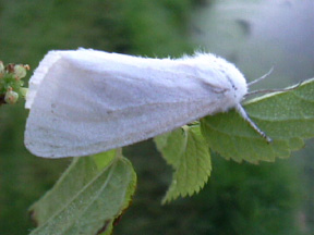 A white moth - These insects have powdery scales on their wings, unlike almost every other type of insect. Before they grow up to fly, they are the familar caterpillars. Their mouthparts are usually modified into a “proboscis” - a long, coiled tongue used for gathering nectar.