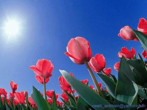 pink - pink rose
