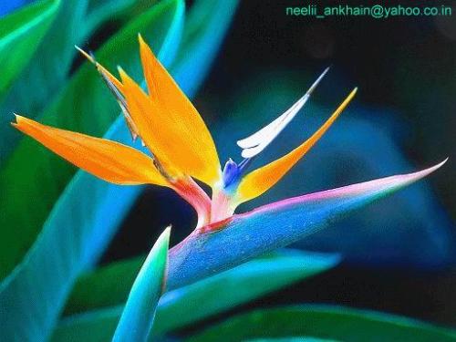 flower - kkkkkkk
