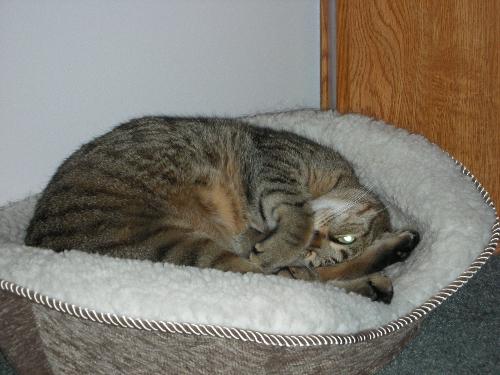 Cat - Toby asleep during a hockey game.