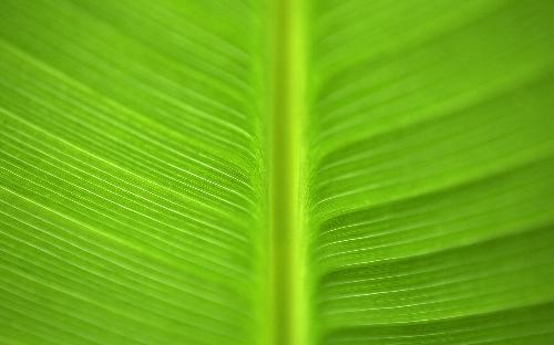 Green Goodness - Green of life is evergreen.
