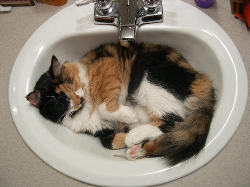 Our kitty 'Catnapping' in the bathroom sink - This is our pretty Callie Girl, sleeping in her favorite spot, the bathroom sink, LOL