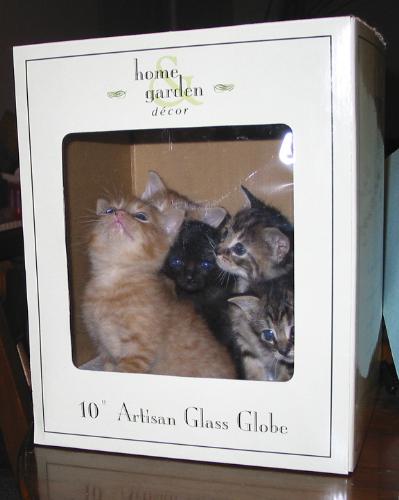 My kittens - inside a Gazing Ball box