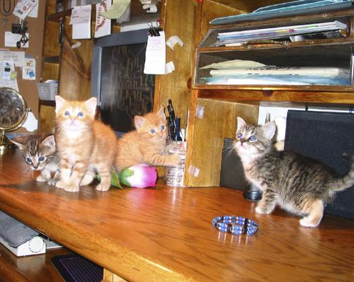 Kittens - Kittens playing on the desk