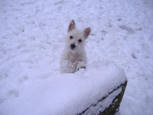 Anastasia our little rascal Westie puppy! - Here she is enjoying her time in the snow (shame it has to melt so quickly). Anastasia is really my wife's dog, but I love dogs so much (and Ana is cute hehe) so I have kinda taken on the second parent role for her! haha. It's not hard to see why when you see this pic right?