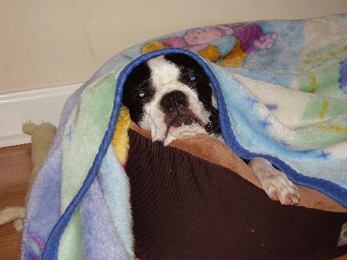 Zoe - This is a picture of our spoiled rotten 6 year old female Boston, Zoe. She has adopted a fleece baby blanket that used to belong to our daughter, and Zoe LOVES to sleep under anything....so she walks to her little bed and looks at me with those sad little eyes until I come over and fix the blanket so she can crawl underneath it. What a little stinker!! lol