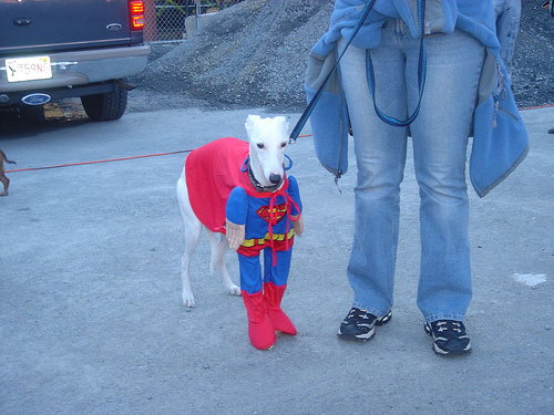 dog r ?!?!?!?!?! - howz it?