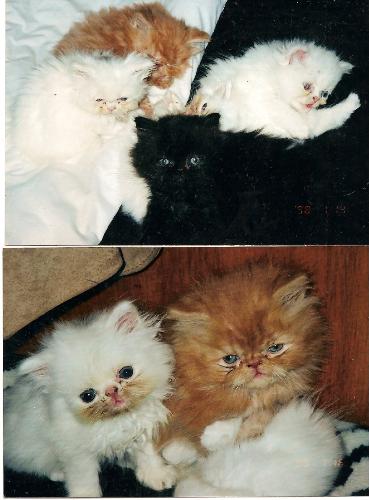 Cute Kittens - My husband once said to me anyone that couldn&#039;t love these must be pure evil.