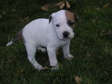 puppy - My sweet girl Chloe