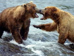 angry - bear attack