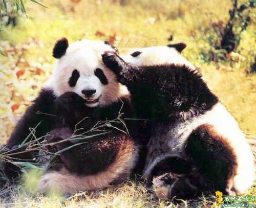 panda - ¡¡¡¡A pregnant giant panda who wandered away from the Wolong Giant Panda Protection Center in southwest China&#039;s Sichuan Province some two months ago has yet to be found. 

¡¡¡¡Sources with the center said that the panda, "Baixue," which means "white snow," left the center on the morning of May 30. 

¡¡¡¡The sources said that center staff have been searching for Baixue around the breeding center and on nearby mountains. 

¡¡¡¡The workers found freshly chewed bamboo shoots on a nearby hill between May 31 and June 4. 

¡¡¡¡On June 5, they laid out a food trail of milk and steamed bread, trying to lure Baixue back home, but failed. 

¡¡¡¡The panda was spotted on a mountain four kilometers away from the breeding center by a local farmer at the end of June, but there have been no reports of her since. 

¡¡¡¡Zhang Guiquan, deputy director of the center, said that Baixue is safe because she is still in the protection zone. The giant panda protection center is located in the state-level Wolong Nature Reserve, covering an area of 2,000 sq km. 

¡¡¡¡Currently, 74 wild giant pandas are living in the nature reserve. 

¡¡¡¡
