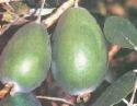 Feijoas - Feijoas photo , my favourite fruit