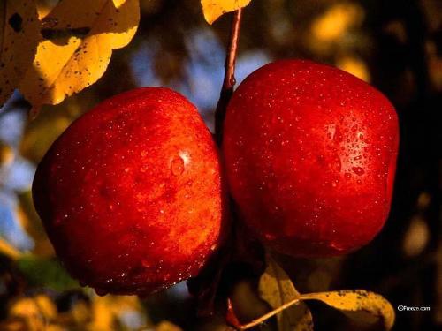 apples - red , fresh apples