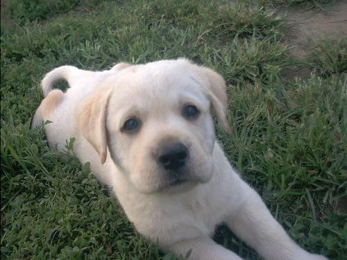 puppy - cutest thing on earth