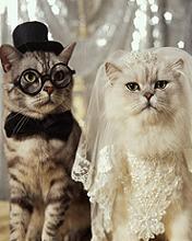 Bride and Groom - Cats