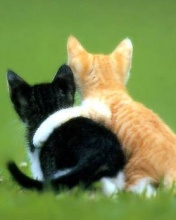 best Friends - Cats