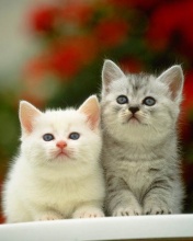 Cute Kitties  - Cats, Kittens