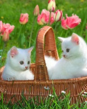 cats in a basket  - cats