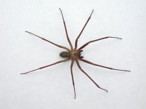 a big ugly spider................................. - a big ugly spider...........................