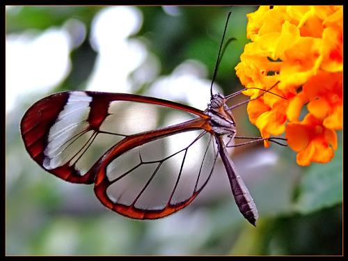 butterfly - nice butterfly right..i like its transparent wings..