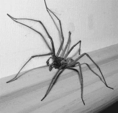 Illussion Photo - 1 - This will make us feel that the spider is moving. But its not true.
