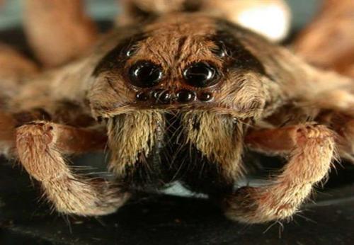 OOOh Scary Spider! - Picture of a really creepy spider.