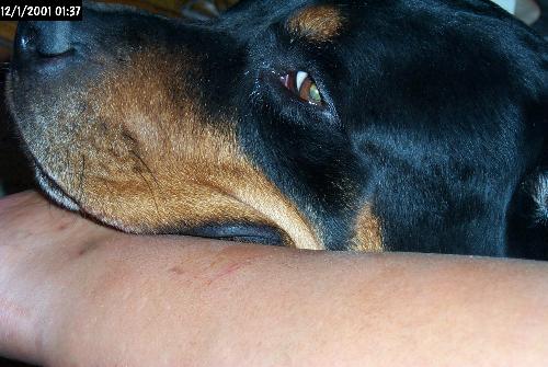Rottweiler Face Close-up - My Rottweiler, Luther, up close--real close