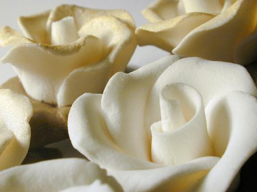 white flowers - white beautiful roses!