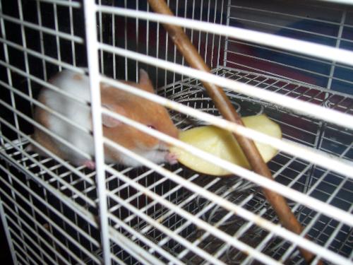 Elmo - This is my hammie Elmo, he's a boy and very coot ^^