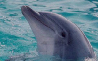 dolphin closeup - close up of a dolphin in water