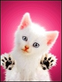 cute kitty! - I love cute kitty's! :)