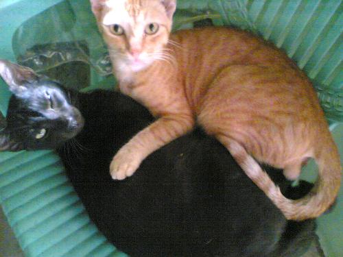 Orange and Beauty - See our orange and beauty. They love to posed infront of my camera.