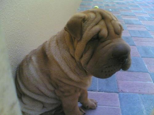 dog - hush puppy