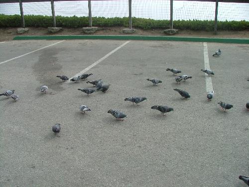 bird - bird