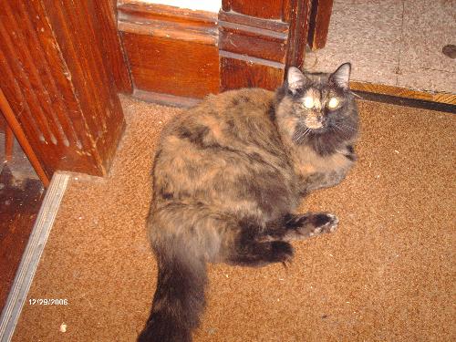 My perfect kitty - This is LOVER GIRL!