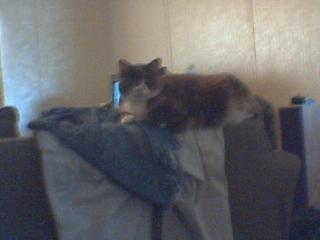 Thumper - This is my cat Thumper! If you don't give her enough attention, she thumps you:-)