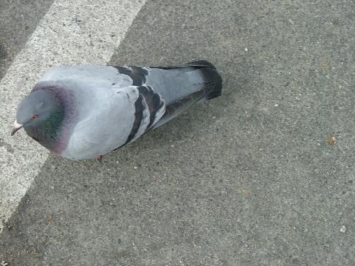 bird - bird