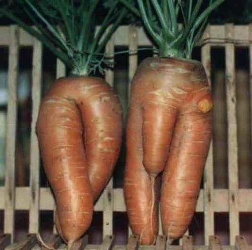 vegetables - like to eat vegetables
