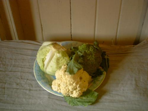 vegetables - like to eat vegetables