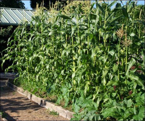 vegetables - like to eat vegetables