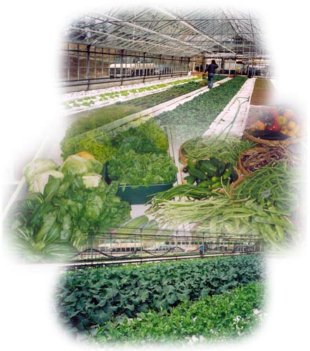 vegetables - like to eat vegetables