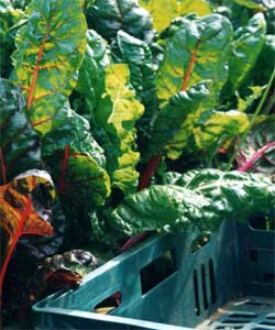 vegetables - like to eat vegetables